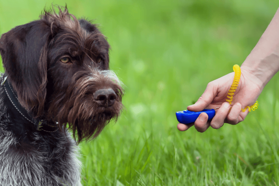 Reforzadores Secundarios en Perros ¿Qué son?