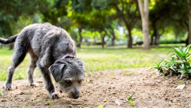 ¿Cuánta libertad es libertad real para nuestro perro?