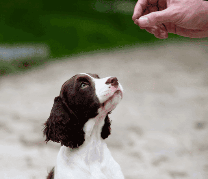 El adiestramiento canino positivo ¿Qué es?