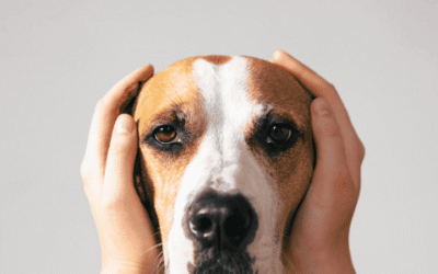 ¡Señales de Estrés en tu Perro – Atención!