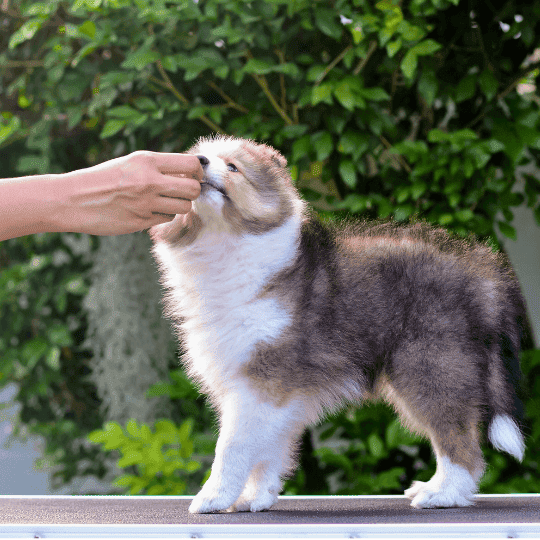 Reforzadores primarios y secundarios: una reflexión técnica desde la práctica