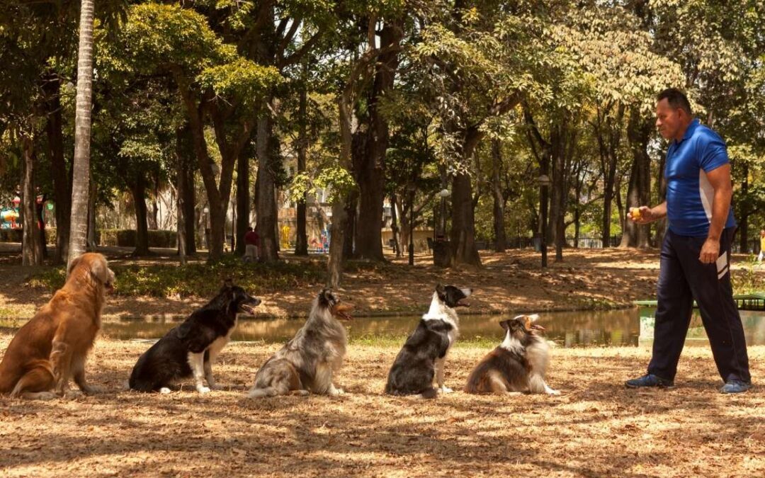 El perro también decide: Cómo construir convivencia sin imponer ni soltar todo