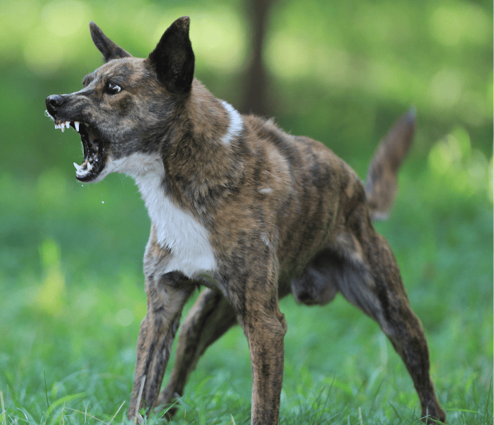 Desentrañando el significado de la piloerección en tu perro