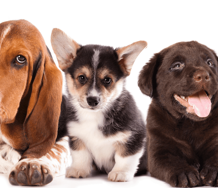 Supera tus Prejuicios: Descubre la verdad sobre las Razas Caninas