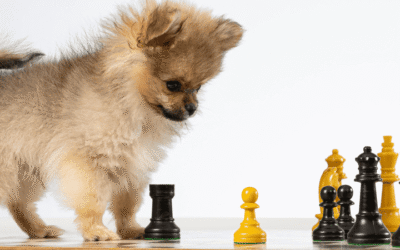 Qué es el Enriquecimiento Ambiental para Perros: Transformará su Vida