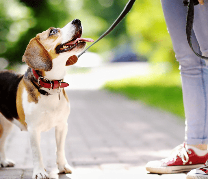 Educación Canina: Desde la Perspectiva del Perro