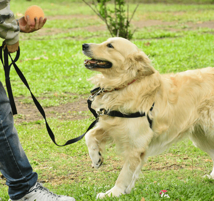 La Motivación en el Perro: más allá de las “ganas”