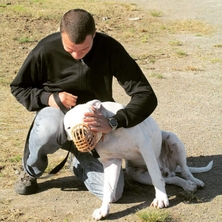 Qué-hay-que-hacer-para-ser-educador-canino