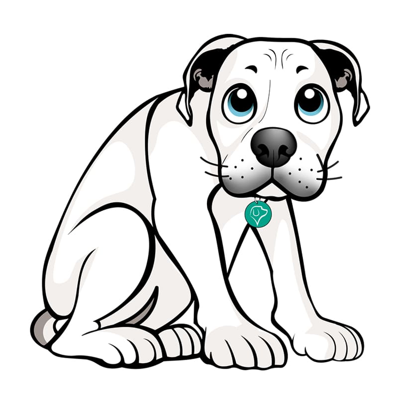 Sesión Individual para Perro Reactivo, con Miedos o Fobias en Escuela Selva