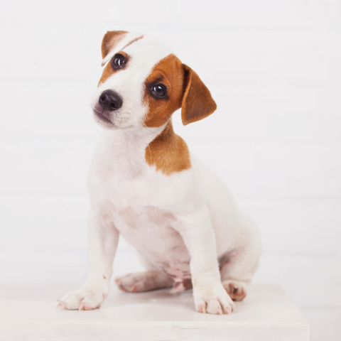 Las Etapas del desarrollo del Perro: Guía Completa