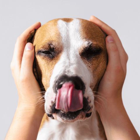 Estrés en Perros: 5 Recomendaciones para Su Bienestar